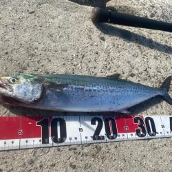 ジグで太刀魚連発