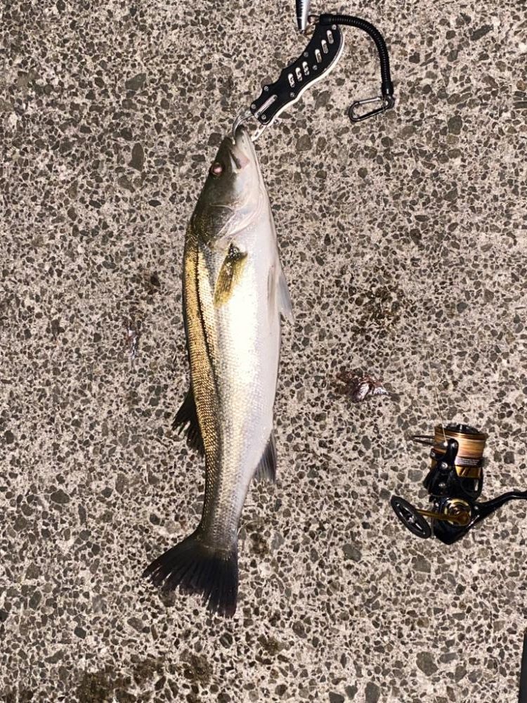 ♾️ナブラ発見!