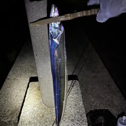 タチウオリベンジ