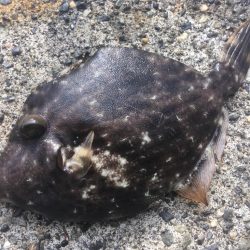 黄色のタテジマ