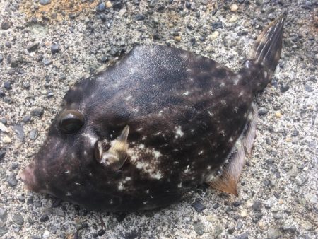 黄色のタテジマ