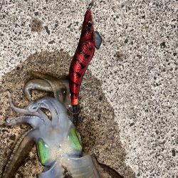 良型狙いナイト撃ち