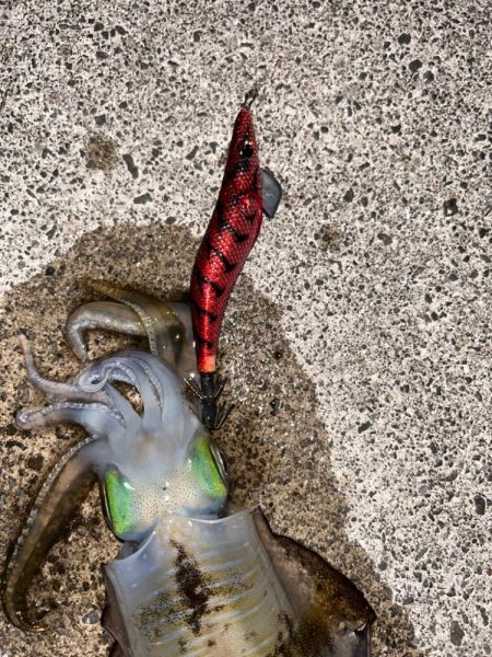 良型狙いナイト撃ち