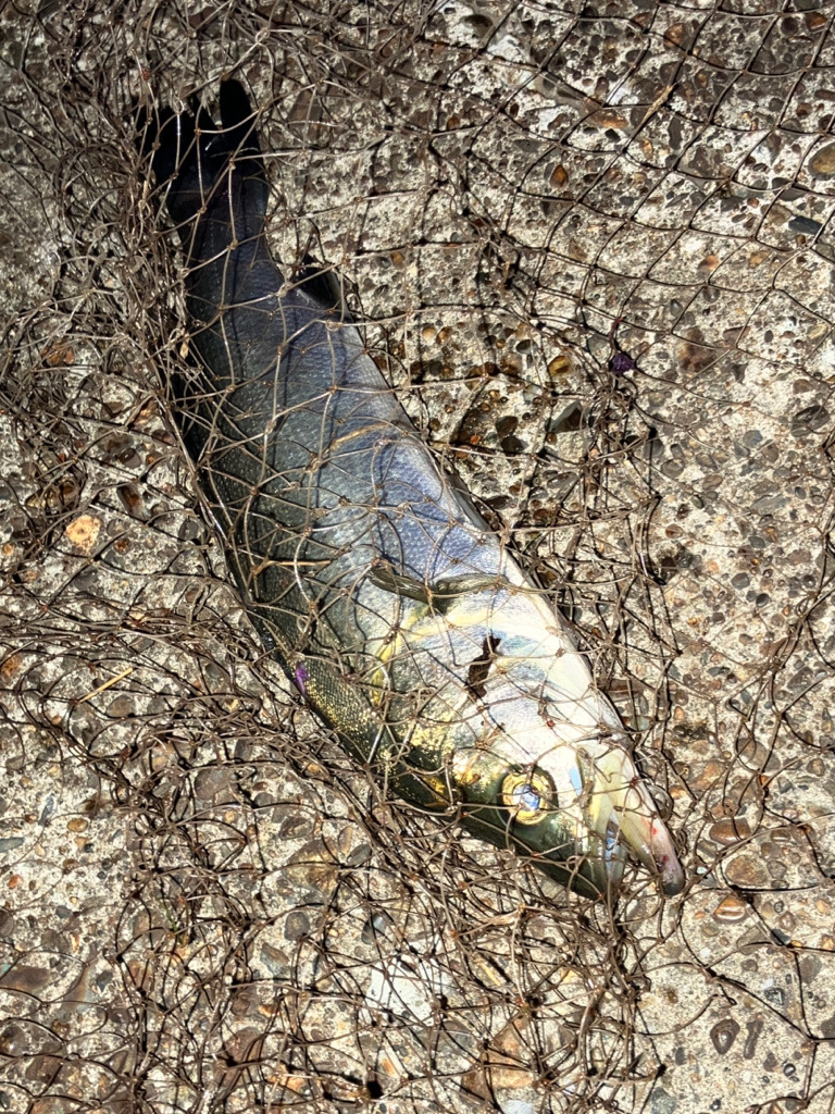 やっと、やっと来たシーバス