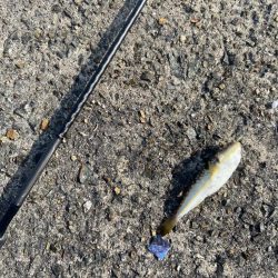 ちょい投げシロギスタの丁稚奉公