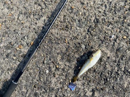 ちょい投げシロギスタの丁稚奉公