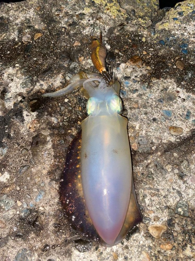 アオリとカマス