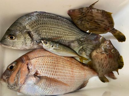 ちょい投げシロギスタの面目躍如