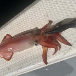 イカメタルも終盤戦🦑