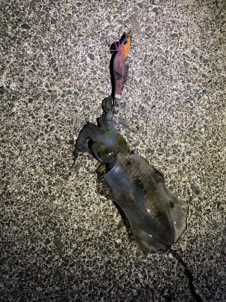 短時間エギング