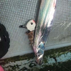 アカマツのタチウオ