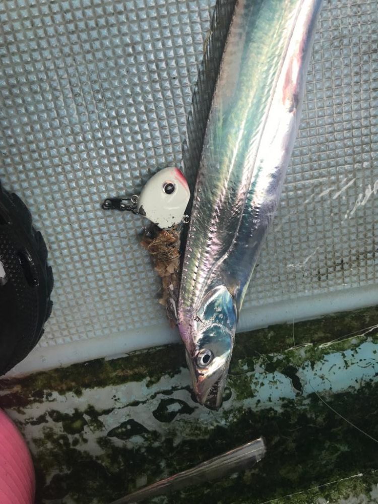 アカマツのタチウオ