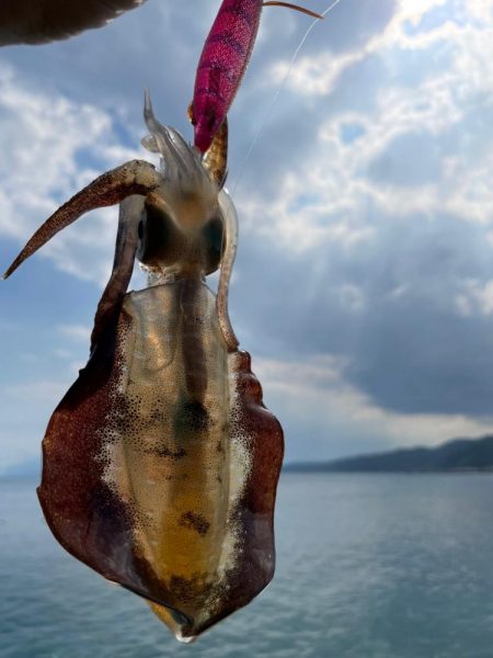 真夏？のディエギング