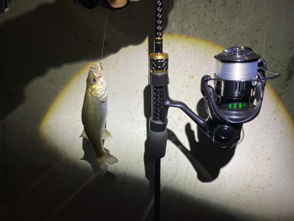 アジングがシーバスになった日