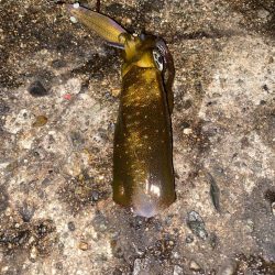 エギで尺キジハタ