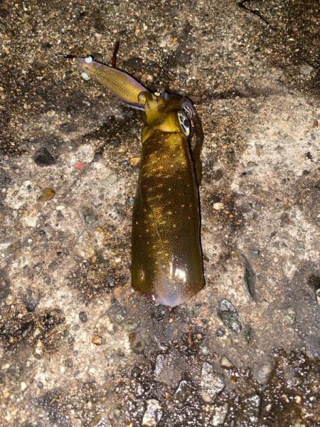 エギで尺キジハタ