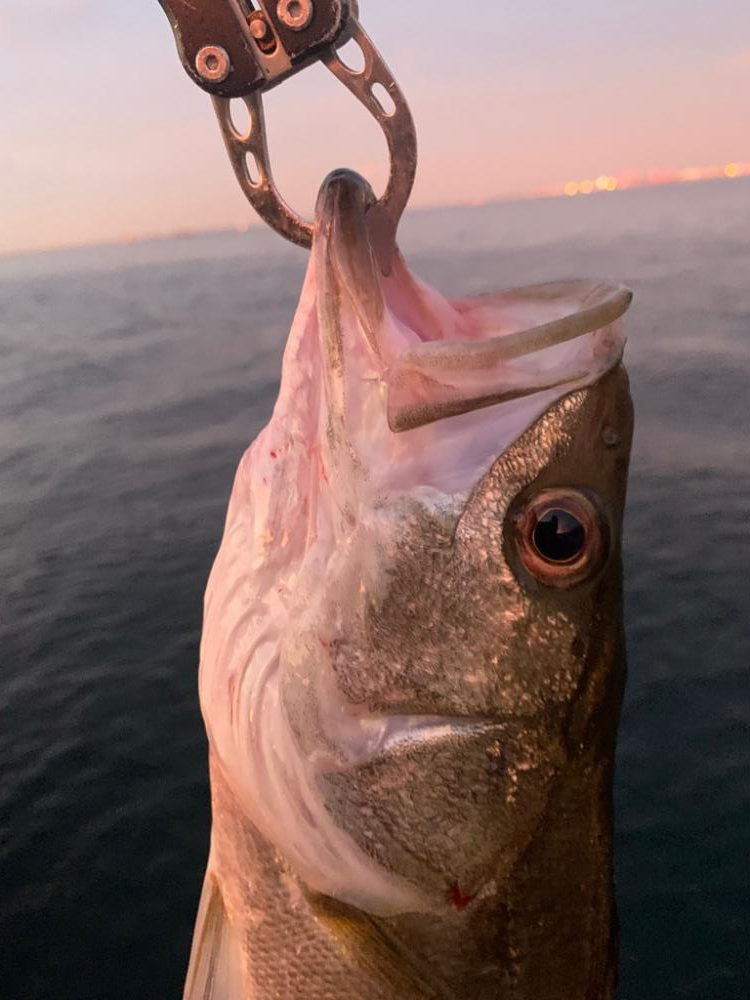 朝マヅメシーバス