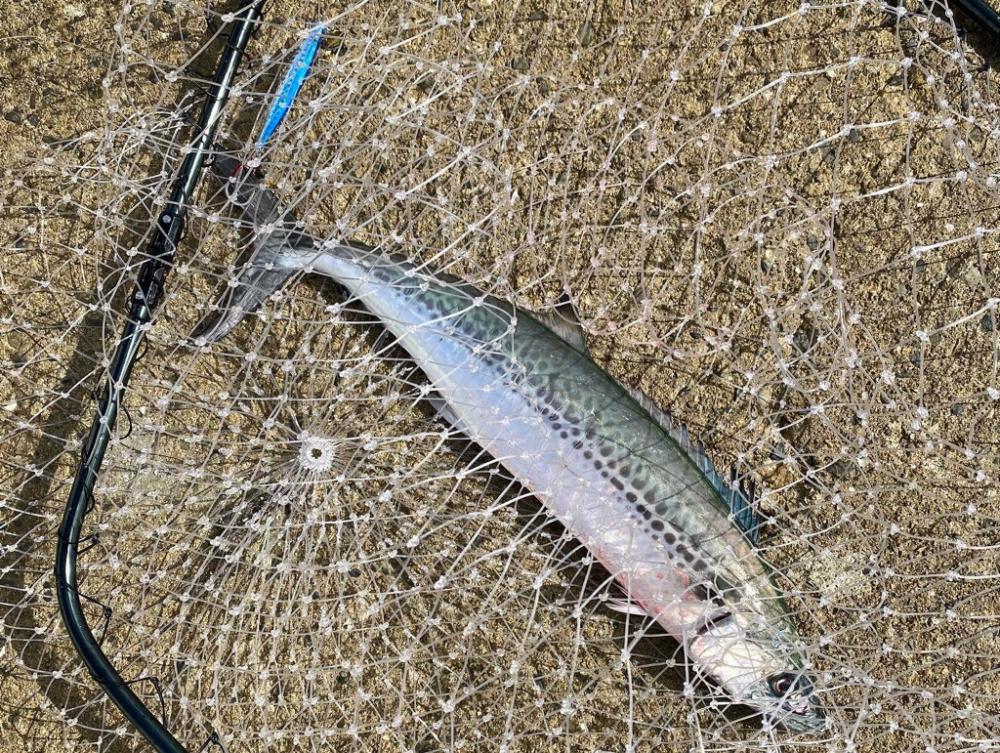 坊主の青春　初釣果　坊主ジグ