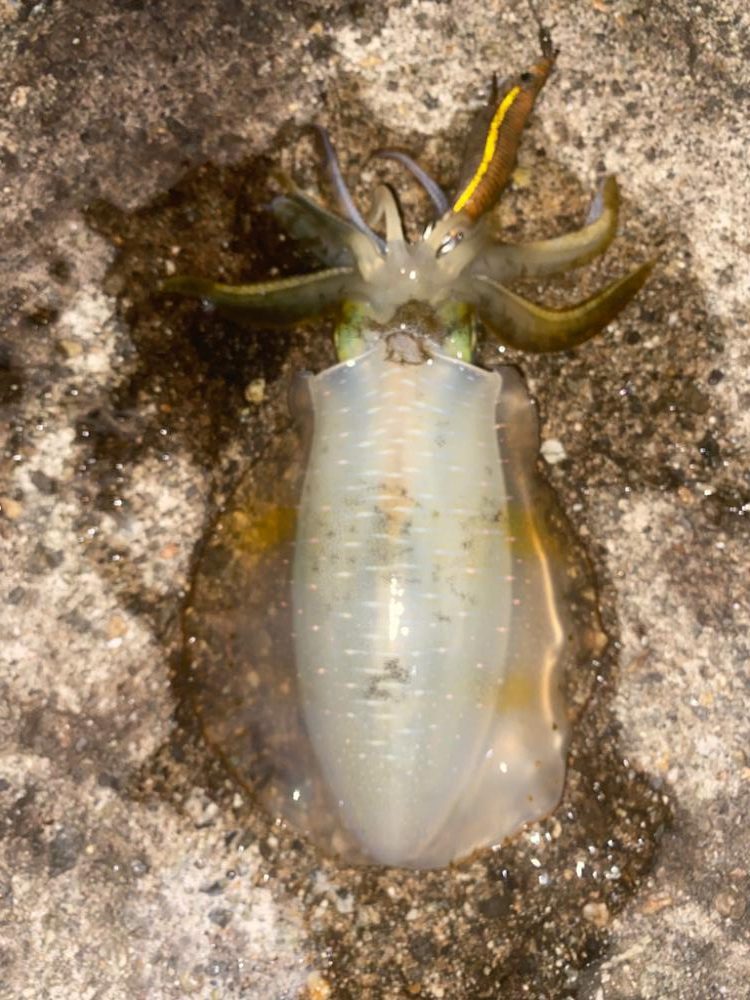 エギで太刀魚⁉️