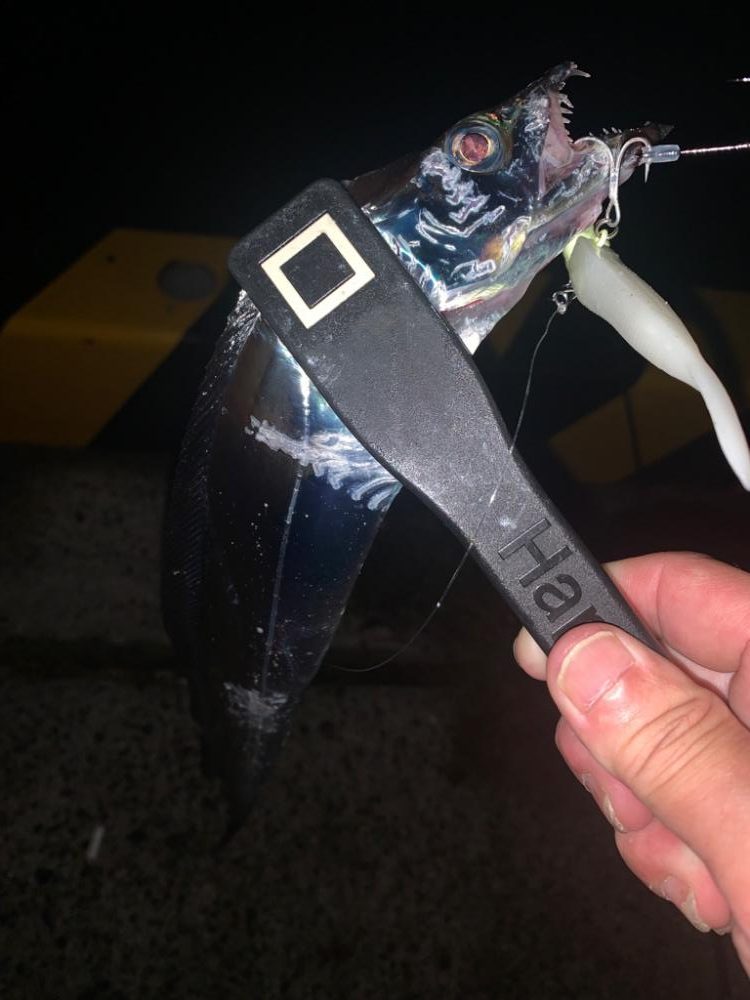 陸タチウオおもろい〜