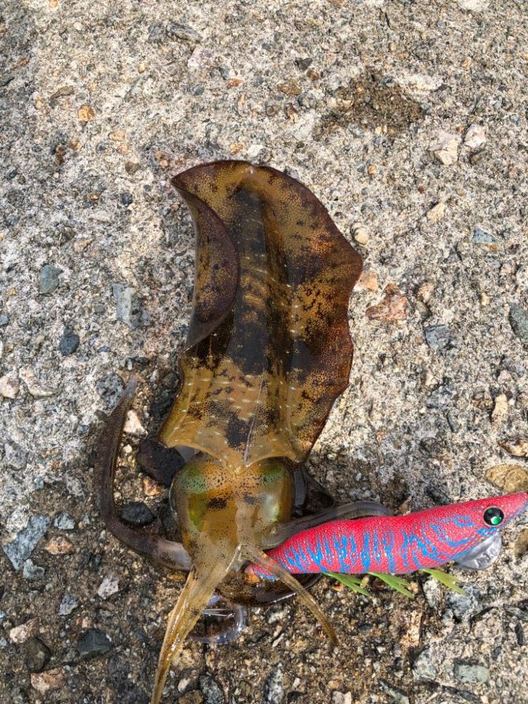 アオリイカです♪