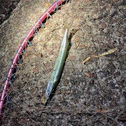 サヨリが湾内に入って来た!