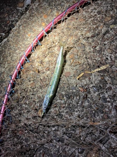 サヨリが湾内に入って来た！