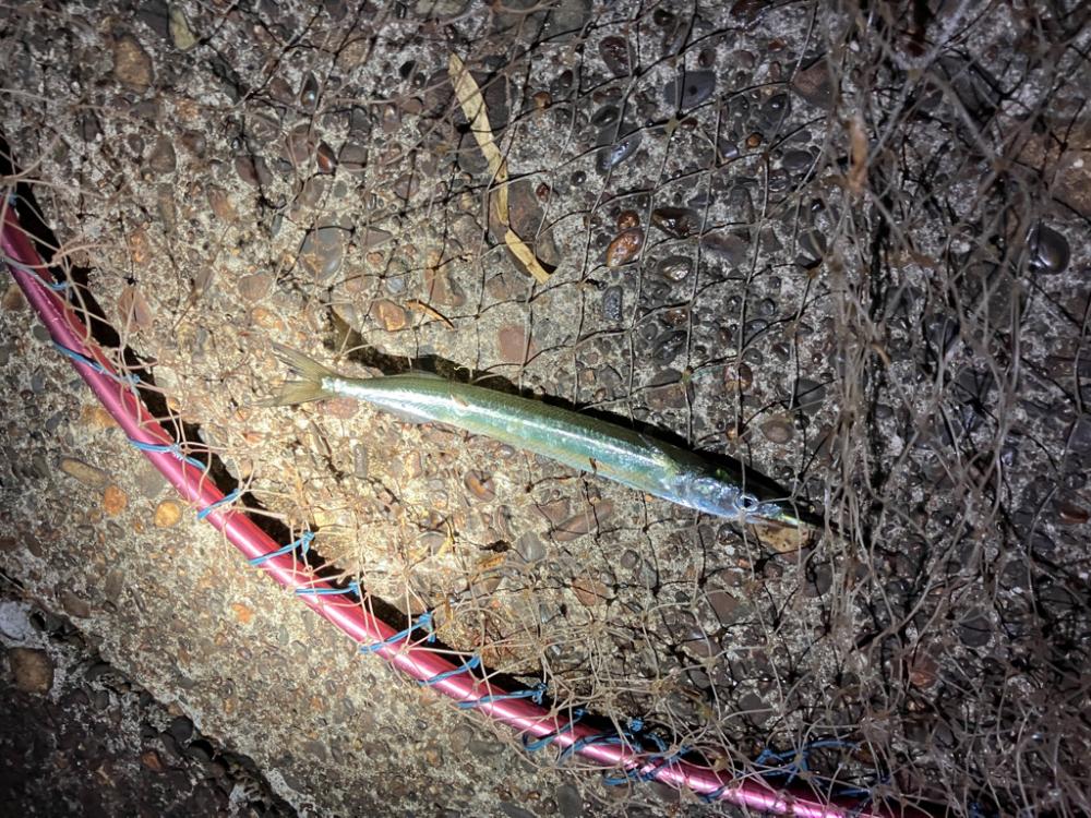 サヨリが湾内に入って来た！