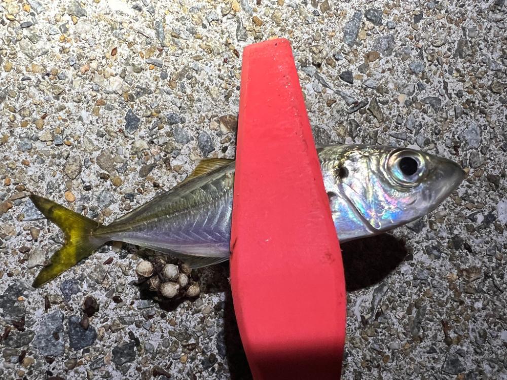 鯵を探して三千里 Vol.78