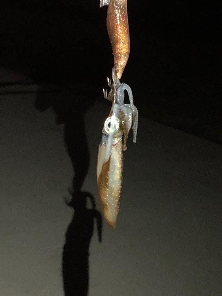 初アオリイカです