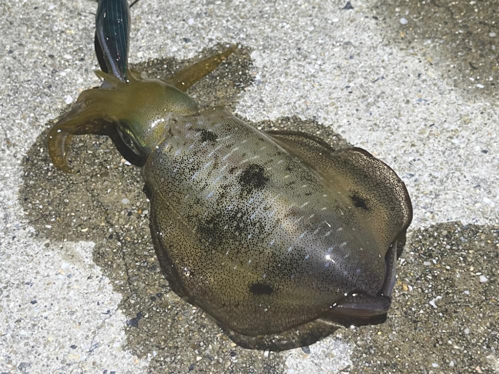 姫路離島のナイトエギング