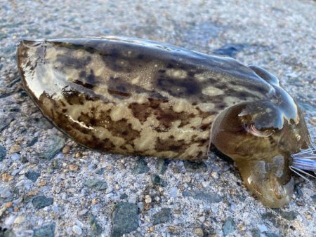 新子調査のはずが、、、