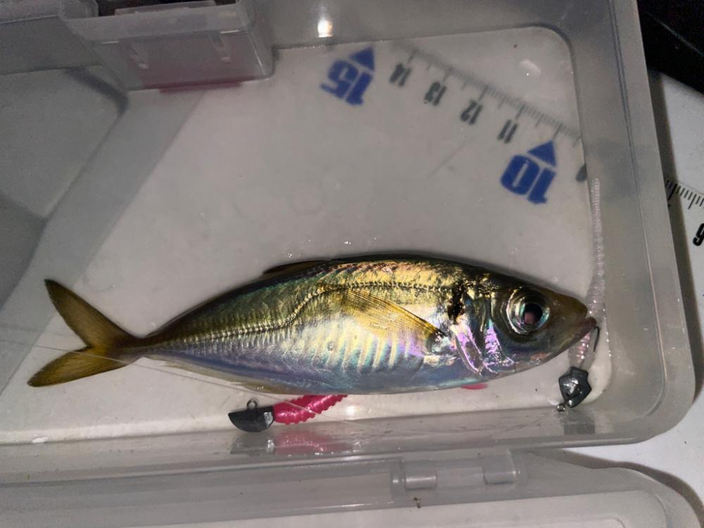 アジングエギング