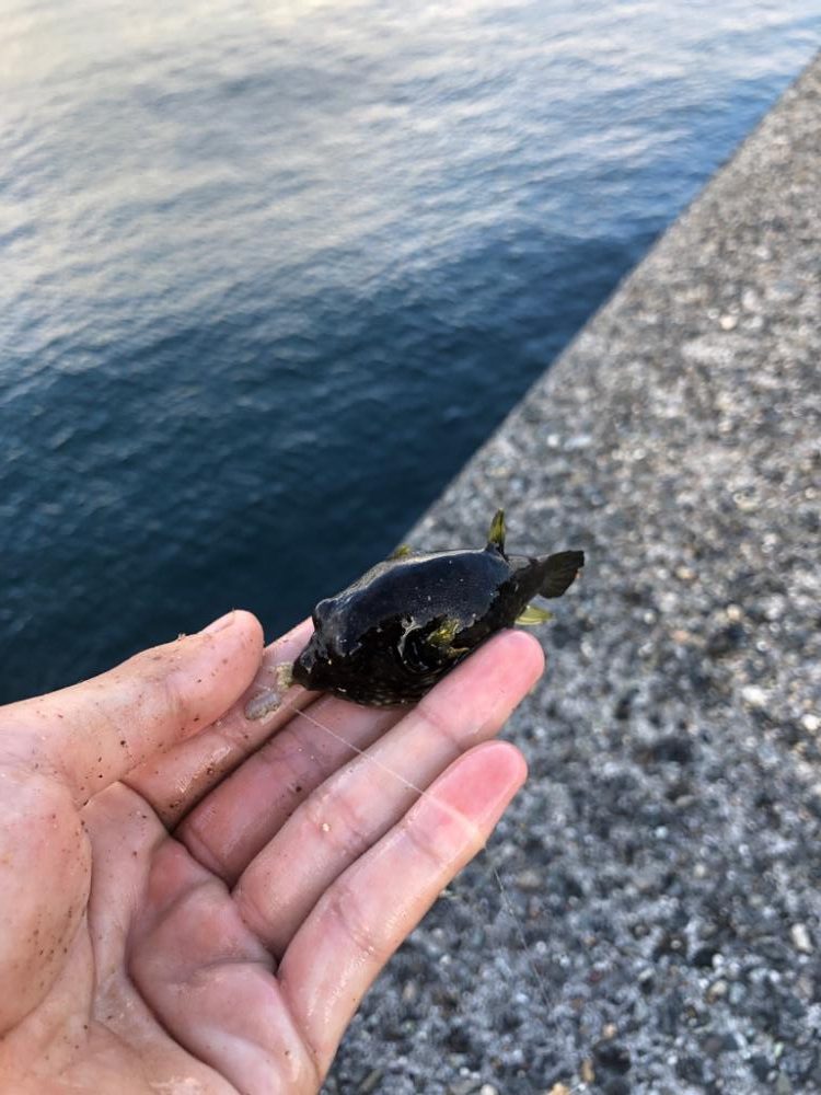 初カワハギ釣り