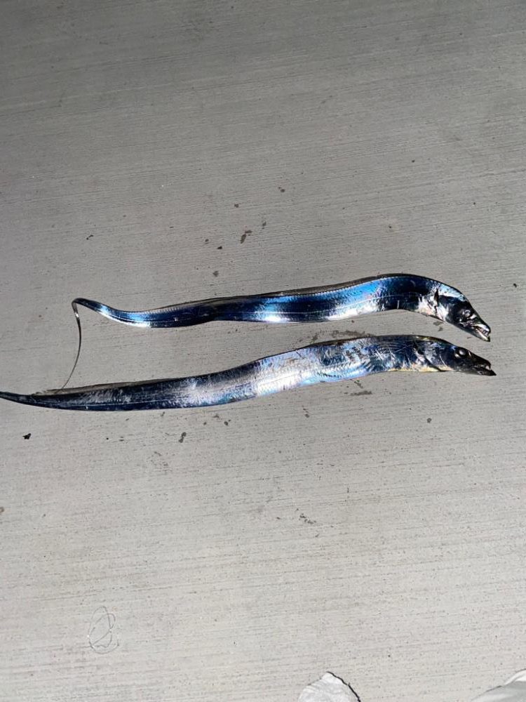 激渋太刀魚攻略