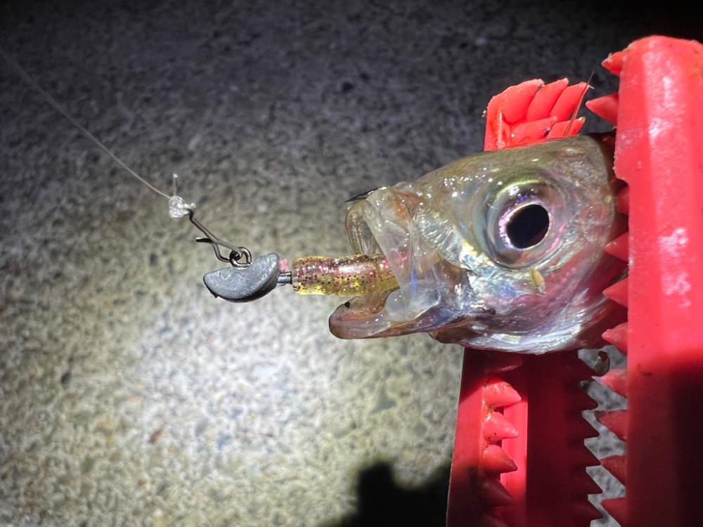 鯵を探して三千里 Vol.77