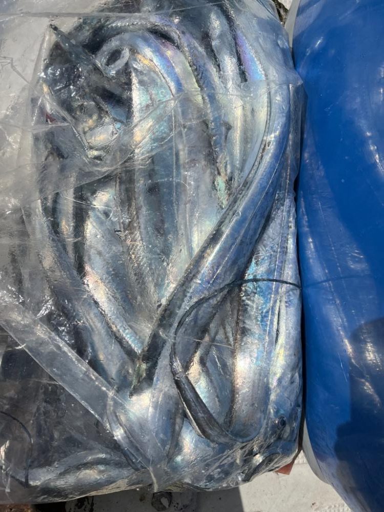 無限タチウオとカワハギ釣りに