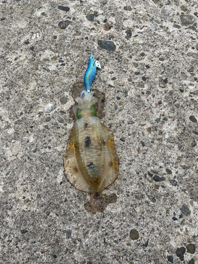 秋イカ開幕。好調スタート!