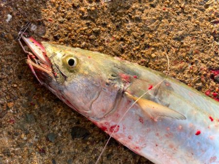 おかえりサゴシにゃーん！