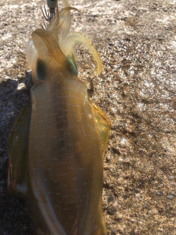 アオリイカ越前調査2回目