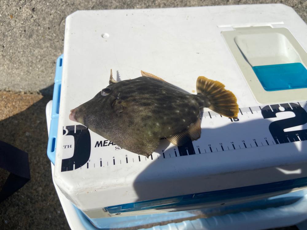 ちょい投げシロギスタの離島でカワハギDAY