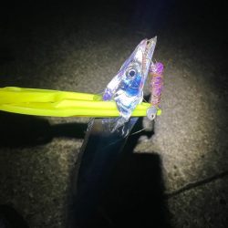 早朝太刀魚釣り