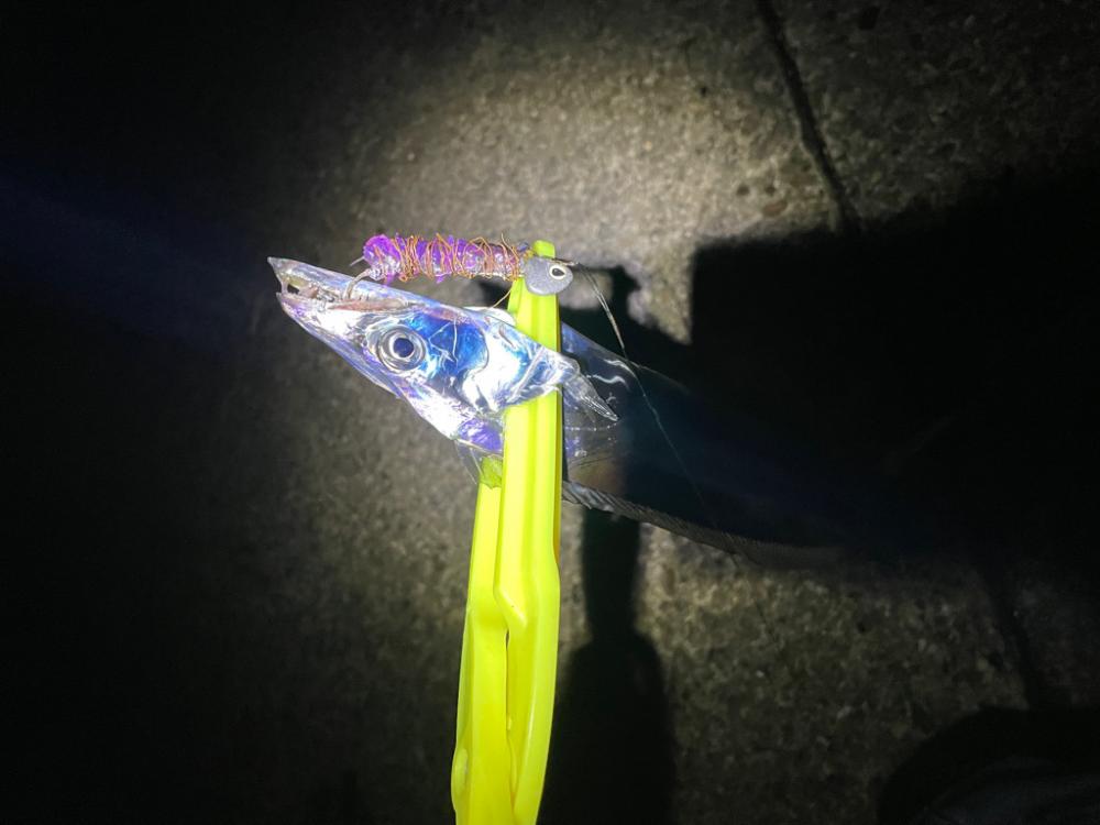 早朝太刀魚釣り