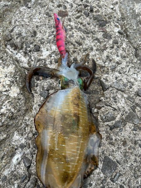 ティップラン後のエギング！