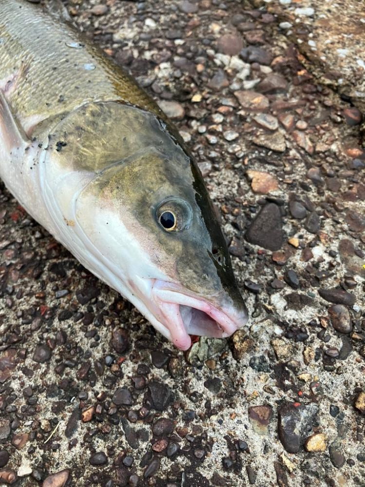 ここで初めて釣ったマルタウグイ