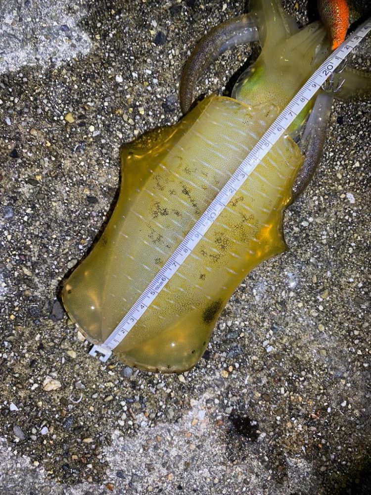 大阪エギング　入れ食い