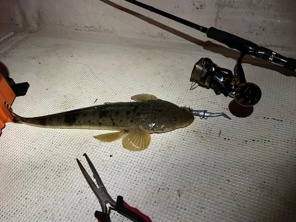 ボートマゴチ＆シーバス