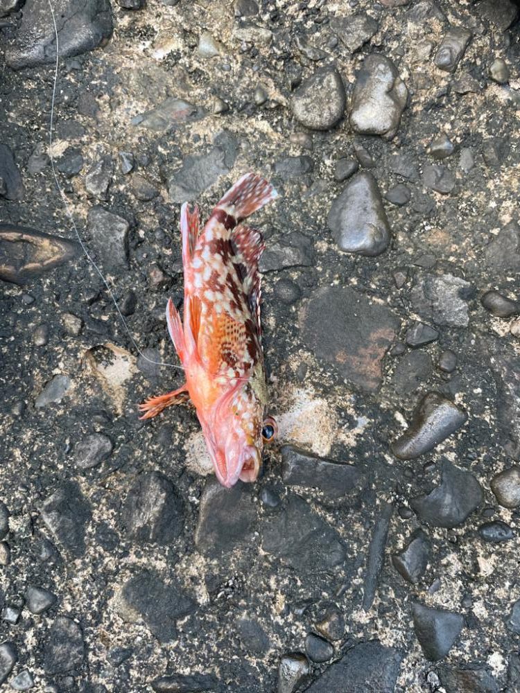 仲間と五目釣り