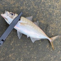 デイアジング♪