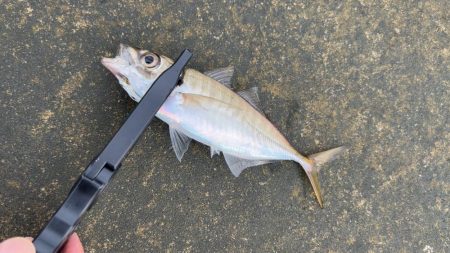 デイアジング♪